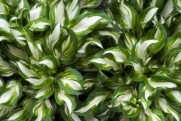 Die Textur Der Hosta Blätter Natürliche Florale Ornamente — Stockfoto