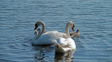 Civciv ile bir çift beyaz kuğu bir gölet içinde yüzerler. 