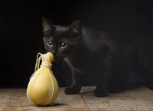 Gatito Negro Oliendo Típico Queso Italiano Caciocavallo Sobre Fondo Oscuro —  Fotos de Stock