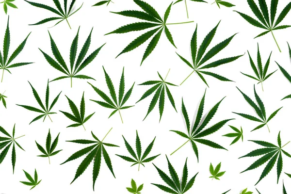 Cannabis Bladeren Van Verschillende Grootte Zijn Geïsoleerd Een Witte Achtergrond — Stockfoto