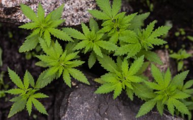 Genç yabani kenevir bitkileri taşların arasında yetişir. Seçici odak.