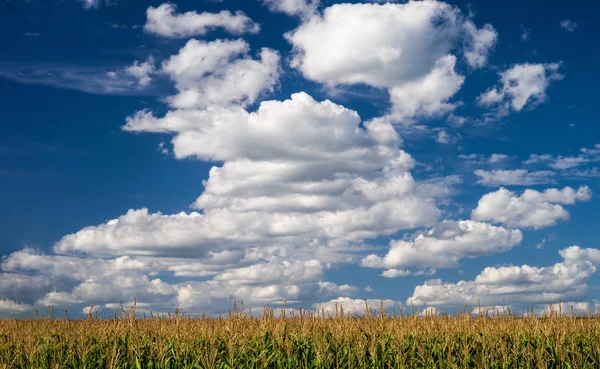 Летний Пейзаж Голубым Небом Белыми Облаками Над Кукурузным Полем Селективный — стоковое фото