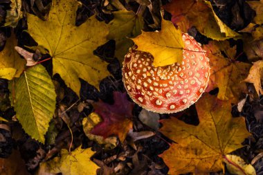En zehirli mantarlar Biri Amanita muscaria, yaygın sinek agaric olarak bilinir. Üstte görüntü.