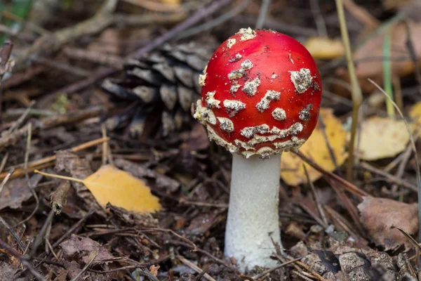 Uno Los Hongos Más Venenosos Amanita Muscaria Comúnmente Conocido Como — Foto de Stock