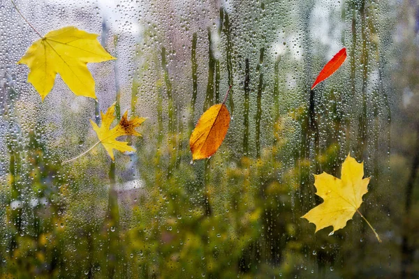 在模糊的背景上 有五颜六色的叶子的窗户窗格上的雨滴 选择性聚焦 — 图库照片