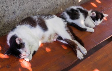 Bir kedi yavrusuyla bankta uyuyan emziren kedi. Seçici odaklama.