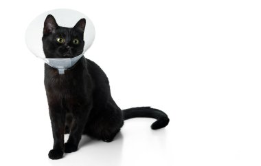 Koruyucu veteriner tasmalı genç siyah kedi. Beyaz arkaplanda izole.