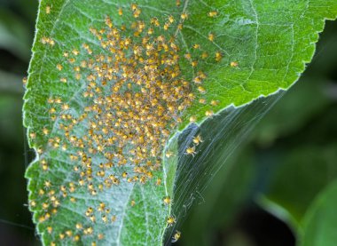 Birkaç yüz genç örümcek örümcekler örümcek ağları bir yuvada oturup. Seçici odaklama.