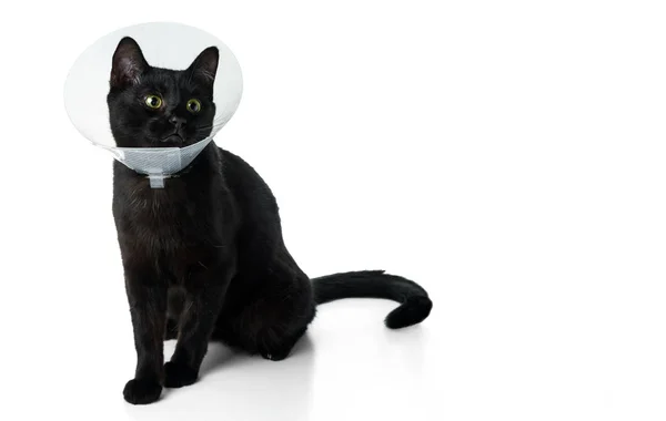 Jonge Zwarte Kat Een Beschermende Veterinaire Halsband Geïsoleerd Witte Achtergrond — Stockfoto
