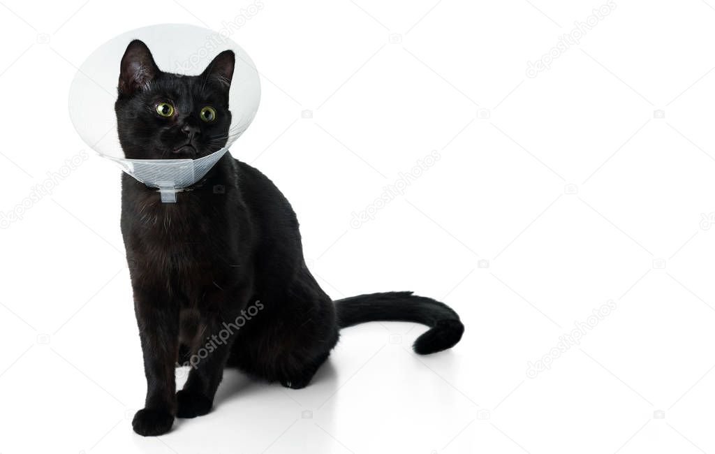 Young black cat in a protective veterinary collar. Isolated on white background.