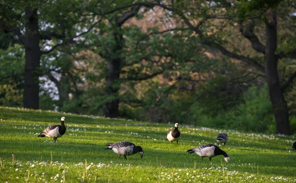 Auf Der Lichtung Zwischen Den Eichen Grasen Kanadagänse Selektiver Fokus — Stockfoto