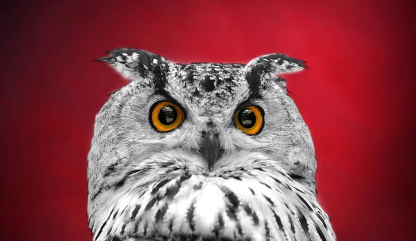 A close look of the orange eyes of a horned owl on a dark red background. Focused on the eyes. In black and white with colored eyes.