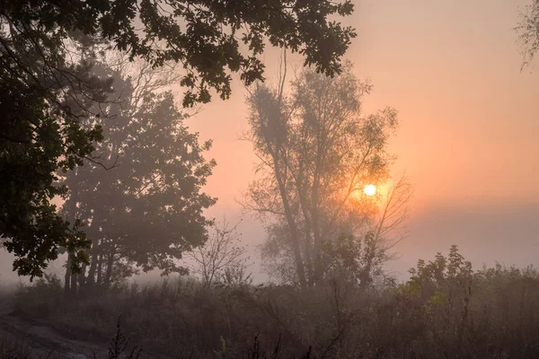 Mlhavé Ráno Kraji Lesa Podzimní Krajina Rostoucím Sluncem Mlhou — Stock fotografie