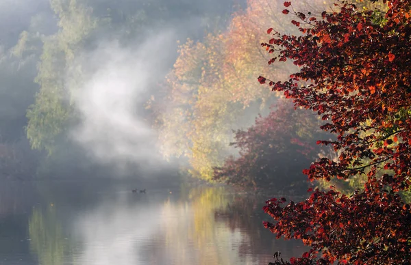 Autumn Trees Red Yellow Leaves Background Lake Fog Blurred Ducks — Stock Photo, Image