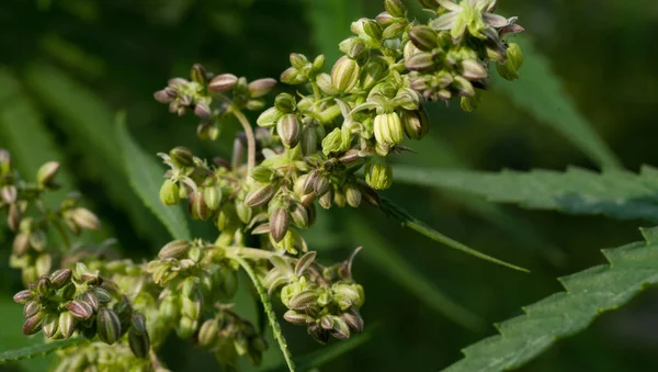 Ripening Seeds Hemp Plant Blurred Natural Background Selective Focus — Stock Photo, Image