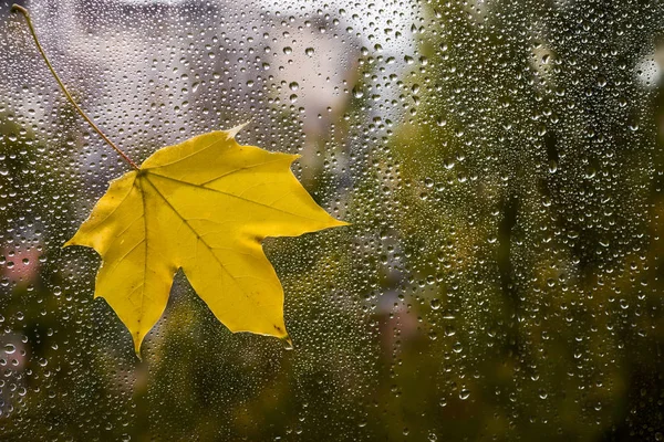 Yellow maple leaf on a window pane wet from a rain.