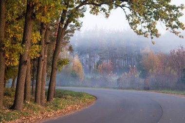 Sonbahar ormanın içinde bir yol. Karayolu ile sararmış yapraklarla ağaçlar.