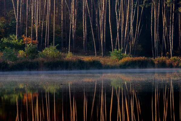 Pine Forest Shore Lake Reflection Water — Stock Photo, Image