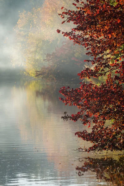 Autumn Trees Red Yellow Leaves Background Lake Fog — Stock Photo, Image