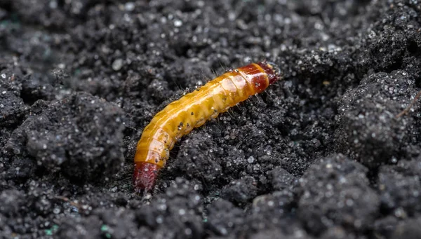Toprağın arka planına karşı wireworm. Tık böceği larva. Tarımsal böcek. Seçici odak.