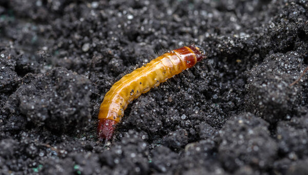 Проволочный червь на фоне почвы. Личинка жука-щелчка. Сельскохозяйственные вредители. Селективный фокус
.