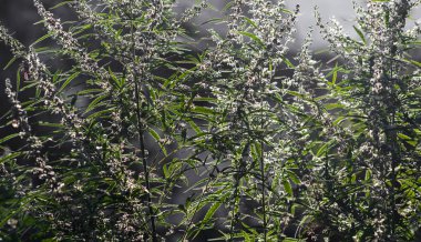 Gri bir arka plan üzerinde tohumları ile Kenevir bitkiler. Seçici odaklama.