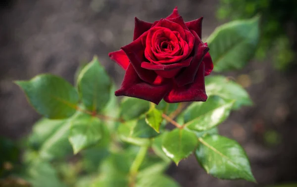 Una Rosa Fiorita Varietà Black Magic Uno Sfondo Naturale Sfocato — Foto Stock