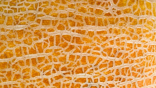 The texture of yellow melon peel. Natural texture closeup.