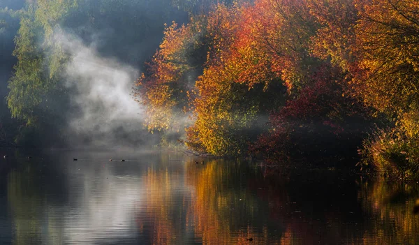 Autumn Trees Red Yellow Leaves Reflected Water Lake Fog Selective — Stock Photo, Image
