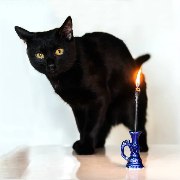 Una Vela Encendida Candelero Está Delante Gato Negro Sobre Fondo —  Fotos de Stock