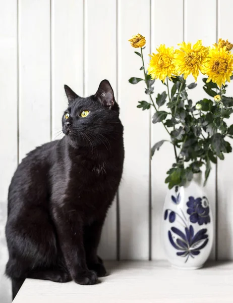Black cat with yellow eyes near a vase with yellow chrysanthemums on a white background.