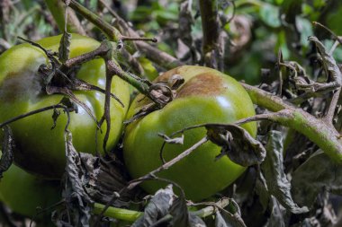 Geç tahribattan etkilenmiş olgunlaşmamış domatesler. Phytophthora Infestans. Seçici odak.