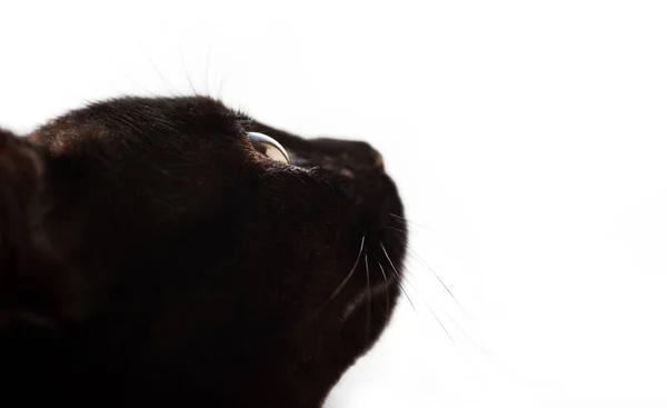 Fej Ból Egy Fekete Macska Zár Megjelöl Szemek Keresnek Fel — Stock Fotó