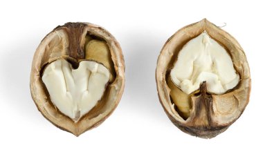 Kırık kabukları ile iki yarısı genç ceviz. Beyaz arka planda yalıtılmış.