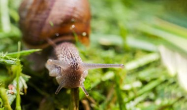 Parlak güneş ışığıyla aydınlatılan çimenlerin üzerinde sürünen kara salyangozu. Seçici odaklama.