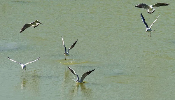 Ein Schwarm Möwen Fliegt Verschiedenen Posen Über Das Wasser — Stockfoto