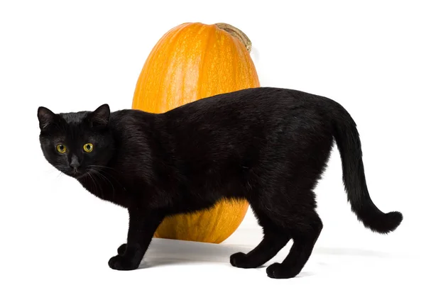 Fekete Macska Sárga Szeme Háttérben Egy Nagy Sárga Tök Elszigetelt — Stock Fotó