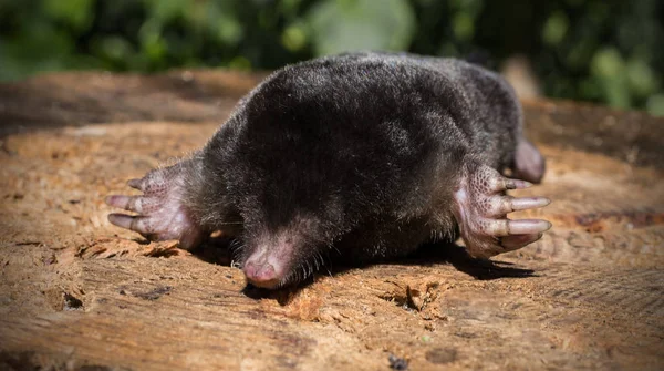 Zwarte Mol Ligt Met Gespreide Poten Klauwen Selectieve Focus — Stockfoto