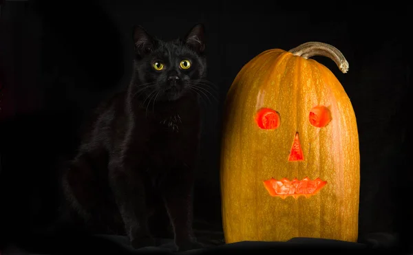 Black cat with yellow eyes sits next to Halloween pumpkin on a black background.
