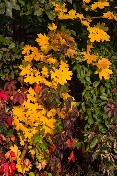 Yellow Red Green Leaves Trees Shrubs Autumn Photo — Stock Photo, Image