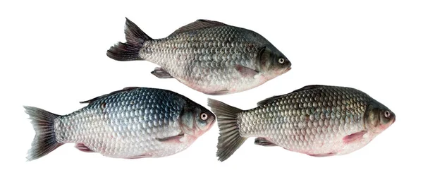 Drei Frische Karauschen Isoliert Auf Weißem Hintergrund Ein Gängiger Süßwasserfisch — Stockfoto