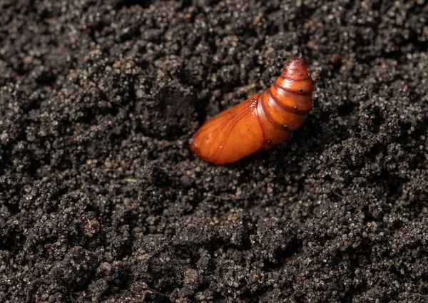 Uma Mariposa Pupa Contra Fundo Solo Close — Fotografia de Stock