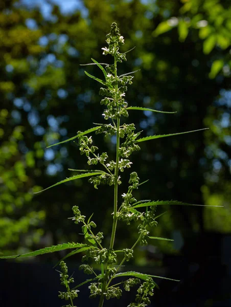 Planta Floreciente Cannabis Iluminada Por Sol Sobre Fondo Natural Enfoque — Foto de Stock