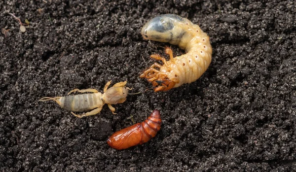 Γεωργικά Παράσιτα Στο Έδαφος Μάιος Προνύμφες Bug Νυχτοπεταλούδα Και Ευρωπαϊκή — Φωτογραφία Αρχείου