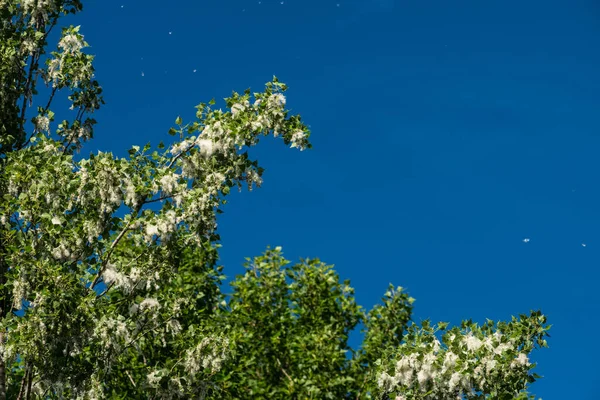 Vit Fluff Flyger Från Ett Kvinnligt Poppel Träd Mot Blå — Stockfoto