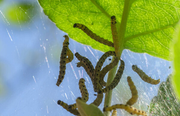 Caterpillars of an apple moth, the apple ermine, in a silken web on an apple tree branch. Against the background of blue sky.