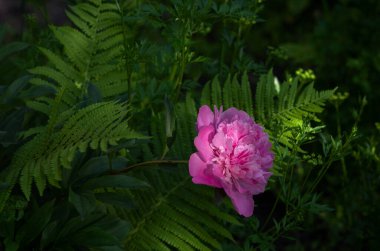 Eğreltiotu çalılıklarında pembe şakayık ve diğer bitkiler ev bahçesinde. Seçici odak.