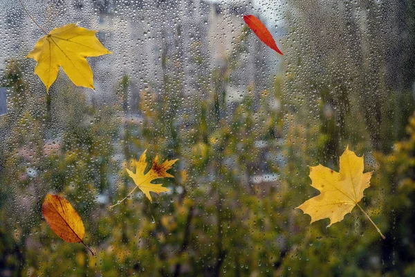 Krople Deszczu Szybie Kolorowymi Liśćmi Skupienie Selektywne — Zdjęcie stockowe
