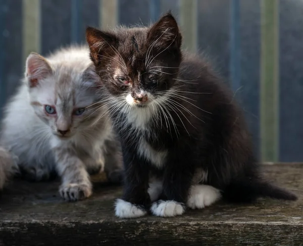 Homeless kittens with sore eyes are sitting on a bench. Selective focus.