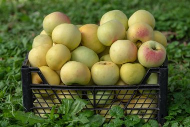 Bahçedeki çimlerin üzerindeki bir kutuda olgun sarı-kırmızı elmalar..